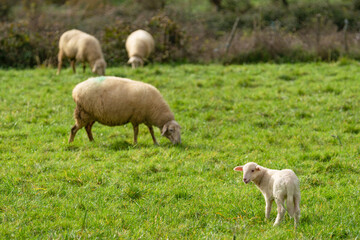 Obraz premium Lamb and sheep grazing