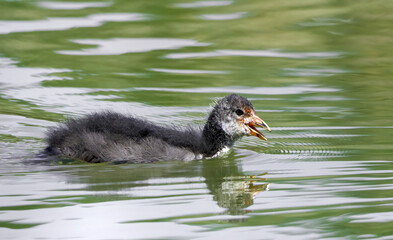 Älteres Blässhuhnküken (Fulica atra) schwimmt mit geöffnetem Schnabel im grünen Wasser -...