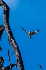 Northern Mockingbird flying