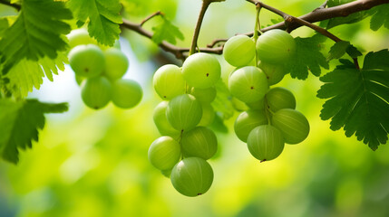 Indian Gooseberry or phyllanthus emblica fruits on nature. Amla is wildly plant Amla is wildly plant