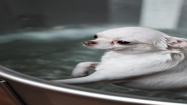 Little white chihuahua receives a spa.