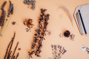 Top view of flower seeds variety. Collecting picked dry seedpods of foxglove veronica lavender...