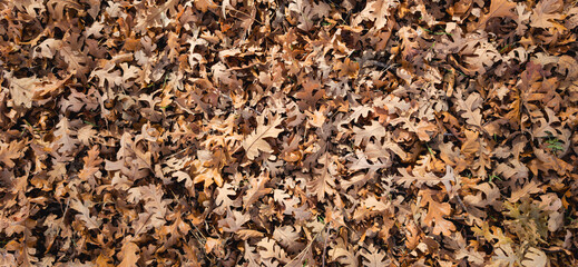 Looking down at oak leaves on the ground in fall panorama 