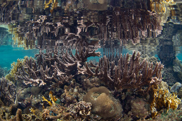 Fototapeta na wymiar Reef-building corals grow just under the surface of the ocean surrounding the island of Ambon, Indonesia. This area harbors high marine biodiversity and is a hotspot for diving and snorkeling