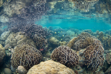 Naklejka na ściany i meble Reef-building corals grow just under the surface of the ocean surrounding the island of Ambon, Indonesia. This area harbors high marine biodiversity and is a hotspot for diving and snorkeling