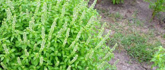 Lemon basil, Hoary basil, Hairy basil