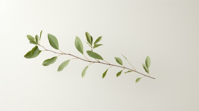  a branch of a tree with green leaves on a white background with space for a text or an image to put on a card or postcard or brochure.