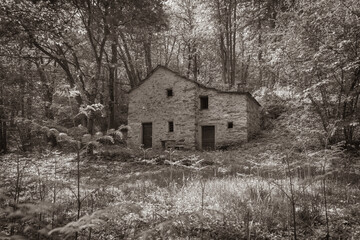 Sepia forest hues with filtered sunlight and old stone cottage