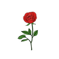 red rose illustration on white background - 693227432