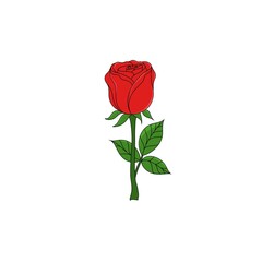red rose illustration on white background - 693227443