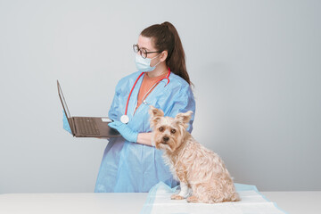 veterinary doctor looking at the results of the exams on the computer next to a dog in the medical office