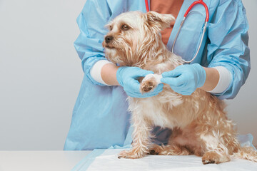 unrecognizable female veterinarian examining the injured paw of a dog