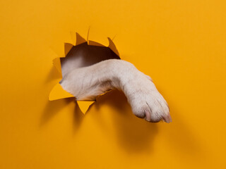 Dog jack russell terrier tore paw cardboard orange background. 