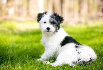 A Maltese x Poodle mixed breed puppy, also known as a Maltipoo