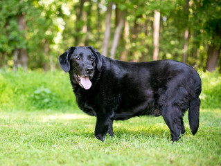 An overweight Labrador Retriever mixed breed dog