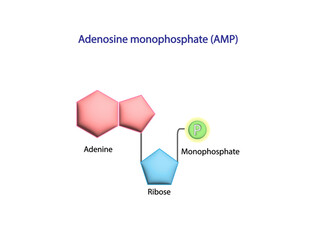Adenosine Monophosphate (AMP). Adenine, Ribose and phosphate. Energy production. Scientific Design. Vector Illustration. - obrazy, fototapety, plakaty