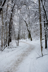 Winter forest. Beautiful winter landscape with pathway.