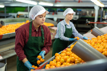 Focused young female sorter working on citrus sorting line in agricultural produce processing factory, checking ripe mandarins © JackF