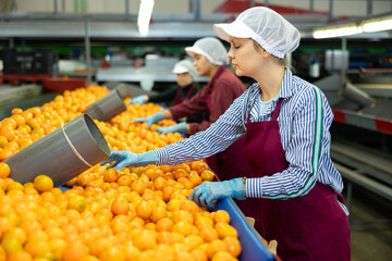 Focused female sorter working on citrus sorting line in agricultural produce processing factory,...
