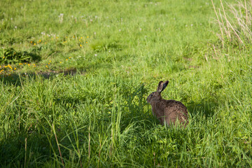 Feldhase im Gras an einem sonnigen Frühlingstag
