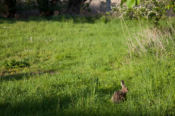 Feldhase geduckt im Gras an einem sonnigen Frühlingstag