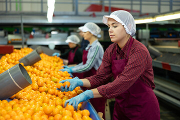 Focused young female sorter working on citrus sorting line in agricultural produce processing...