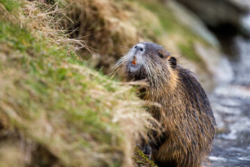Coypu, Myocastor coypus, sits in front of burrow in river bank. Nutria showing orange teeth. Large...