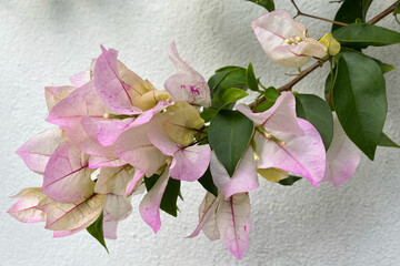 Pink bougainvillea flowers on white wall background, close up