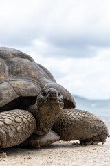 Portrait of a beautiful giant tortoise in the Seychelles, looking at camera with a curious...