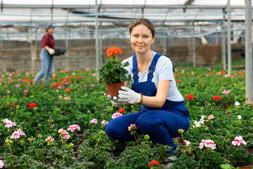 young positive female employee in overalls of large greenhouse checks young large - flowered geranium shoots. Growing hardened plants, sending plants to customer on day of registration. © JackF