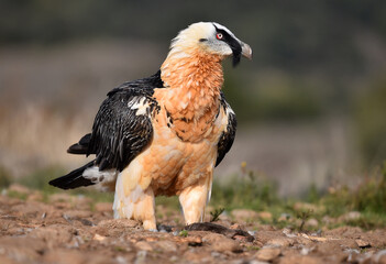 un majestuoso quebrantahuesos en españa