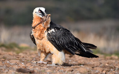 un majetuoso quebrantahuesos en las montañas de españa