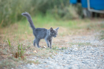 Portrait of Beautiful stray grey stray kitten similar to russian blue breed is sitting on the street.