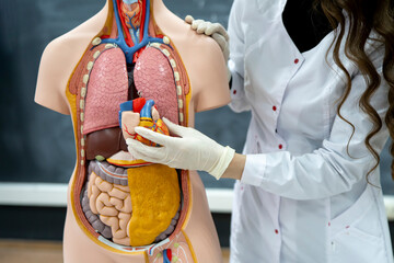 anatomy and biology teacher showing human organs on a human model
