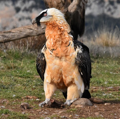 un majestuoso quebrantahuesos en españa