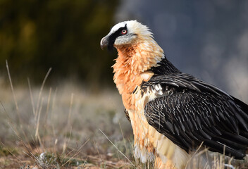 un quebrantahuesos en un parque natural en españa