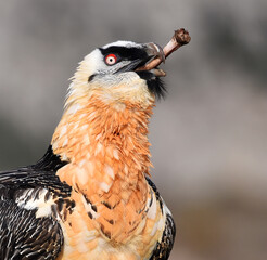 un majestuoso quebrantahuesos en españa