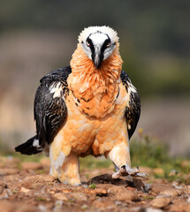 un poderoso quebrantahuesos en españa
