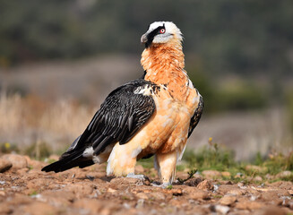 un majetuoso quebrantahuesos en las montañas de españa