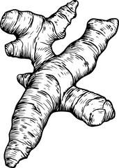 Turmeric herb sketch drawing