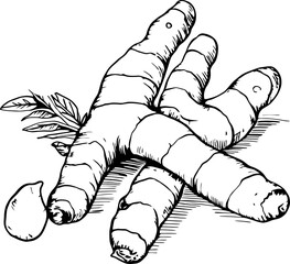 Turmeric herb sketch drawing