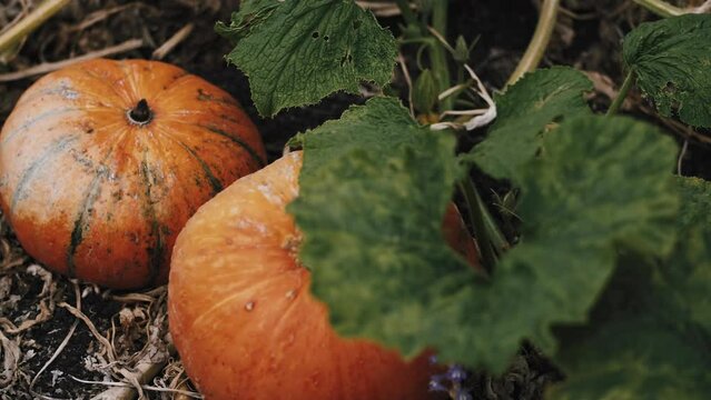 large Pumpkin grows in the vegetable garden