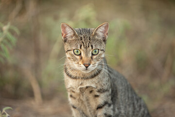 Aegean Stray gray cat sitting outdoors in Greece