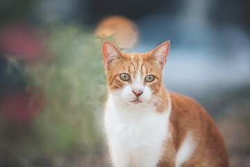 Portrait of a stray red cat. Ginger Stray cat sitting outdoors in Greece at sunset - obrazy, fototapety, plakaty