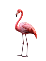 Foto auf Acrylglas Antireflex Portrait of a pink flamingo standing isolated on white, transparent © The Stock Guy
