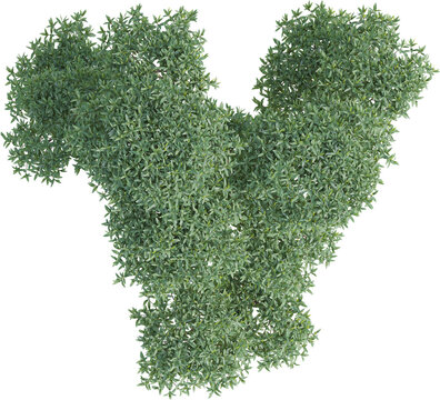 Top view of Phillyrea Angustifolia plant - Garden plant