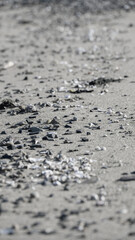 Fototapeta na wymiar 海岸に流れ着いたゴミ