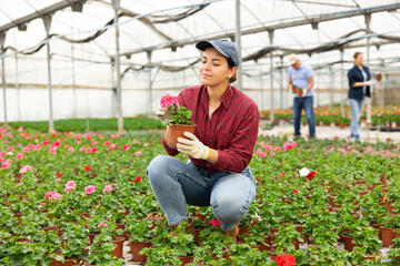 Careful young florist woman sitting on her haunches viewing a garden-pot of geranium flower in a hothouse