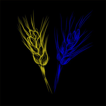 Two ears of wheat. Vector image of grain