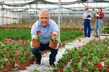 Fototapeta na wymiar senior male gardener of plant growing direction shows and offers to choose between pink and red geraniums transplant seedlings